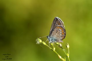 okgzl Mavi (Polyommatus icarus)