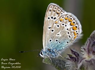 okgzl Mavi (Polyommatus icarus)