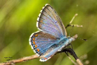 okgzl Balkan Mavisi (Aricia anteros )