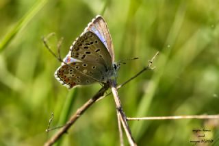 okgzl Gk Mavisi (Polyommatus bellargus)
