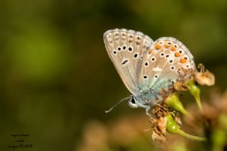 okgzl Gk Mavisi (Polyommatus bellargus)