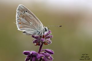 �okg�zl� Turkuvaz Mavisi&nbsp;(Polyommatus&nbsp;dorylas)