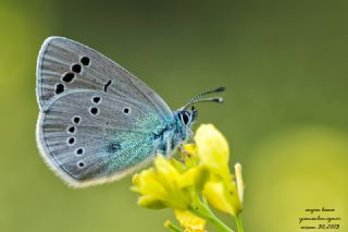 Karagz Mavisi (Glaucopsyche alexis)