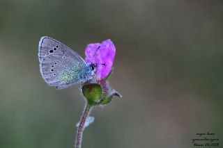Karag�z Mavisi&nbsp;(Glaucopsyche&nbsp;alexis)
