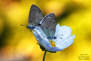 Karag�z Mavisi&nbsp;(Glaucopsyche&nbsp;alexis)