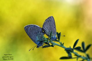 Karag�z Mavisi&nbsp;(Glaucopsyche&nbsp;alexis)