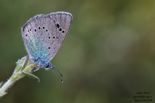 Karag�z Mavisi&nbsp;(Glaucopsyche&nbsp;alexis)