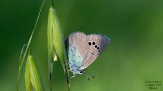 Karag�z Mavisi&nbsp;(Glaucopsyche&nbsp;alexis)