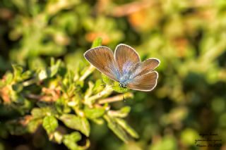 Karag�z Mavisi&nbsp;(Glaucopsyche&nbsp;alexis)