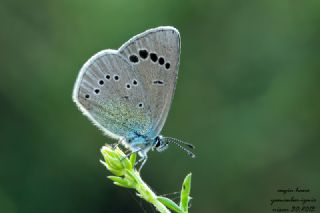 Karagz Mavisi (Glaucopsyche alexis)