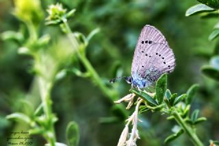 Karag�z Mavisi&nbsp;(Glaucopsyche&nbsp;alexis)