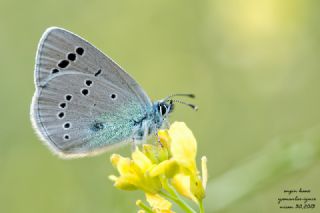 Karagz Mavisi (Glaucopsyche alexis)
