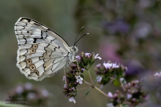 Anadolu Melikesi&nbsp;(Melanargia&nbsp;larissa)