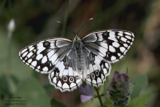 Anadolu Melikesi&nbsp;(Melanargia&nbsp;larissa)