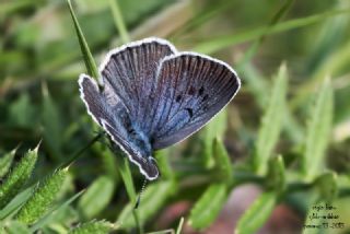 B�y�k Korubeni&nbsp;(Phengaris&nbsp;arion)