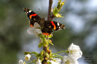 Atalanta&nbsp;(Vanessa&nbsp;atalanta)