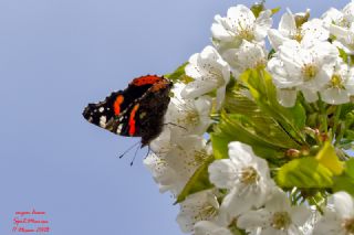 Atalanta&nbsp;(Vanessa&nbsp;atalanta)