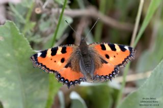 Aglais&nbsp;(Aglais&nbsp;urticae)