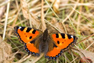 Aglais&nbsp;(Aglais&nbsp;urticae)