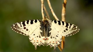 Orman Fistosu (Allancastria  cerisyi)
