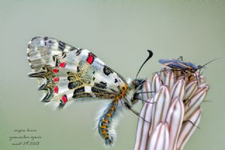 Orman Fistosu (Allancastria  cerisyi)