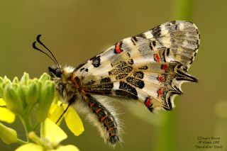 Orman Fistosu (Allancastria  cerisyi)