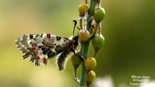 Orman Fistosu (Allancastria  cerisyi)