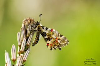 Orman Fistosu (Allancastria  cerisyi)