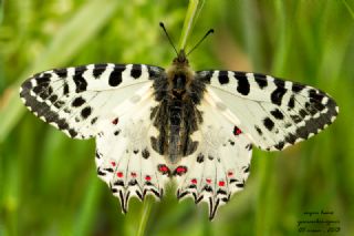 Orman Fistosu (Allancastria  cerisyi)