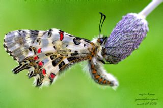 Orman Fistosu (Allancastria  cerisyi)
