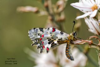 Orman Fistosu (Allancastria  cerisyi)