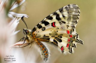 Orman Fistosu (Allancastria  cerisyi)