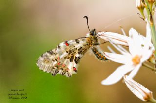 Orman Fistosu (Allancastria  cerisyi)