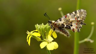 Orman Fistosu (Allancastria  cerisyi)