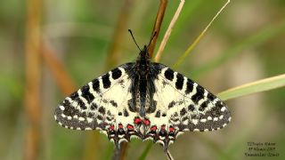 Orman Fistosu (Allancastria  cerisyi)