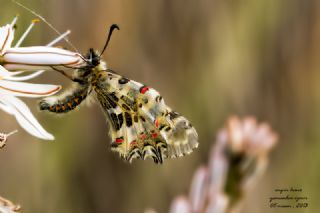 Orman Fistosu (Allancastria  cerisyi)