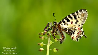 Orman Fistosu (Allancastria  cerisyi)
