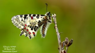 Orman Fistosu (Allancastria  cerisyi)