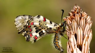 Orman Fistosu (Allancastria  cerisyi)