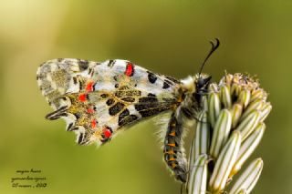 Orman Fistosu (Allancastria  cerisyi)