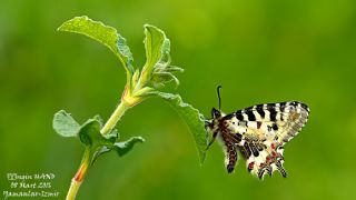 Orman Fistosu (Allancastria  cerisyi)