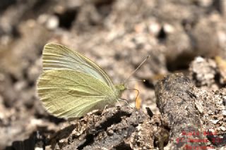 Da Beyazmelei (Pieris ergane)