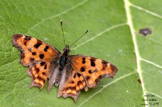 Y�rt�k P�rt�k&nbsp;(Inachis&nbsp;c-album)