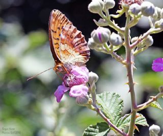 Brtlen Brentisi (Brenthis daphne)