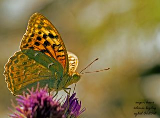 Bahadr (Argynnis pandora)