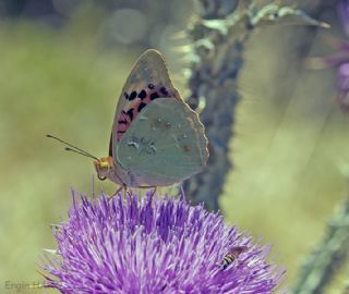 Bahadr (Argynnis pandora)