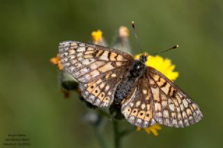 Nazu�um&nbsp;(Euphydryas&nbsp;aurinia)