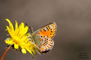 Akbes Gelinci�i&nbsp;(Tomares&nbsp;nesimachus)