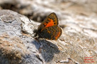 Akbes Gelinci�i&nbsp;(Tomares&nbsp;nesimachus)