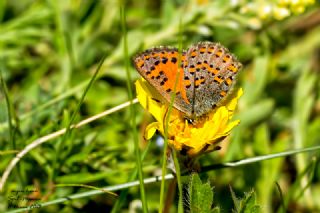 Akbes Gelinci�i&nbsp;(Tomares&nbsp;nesimachus)